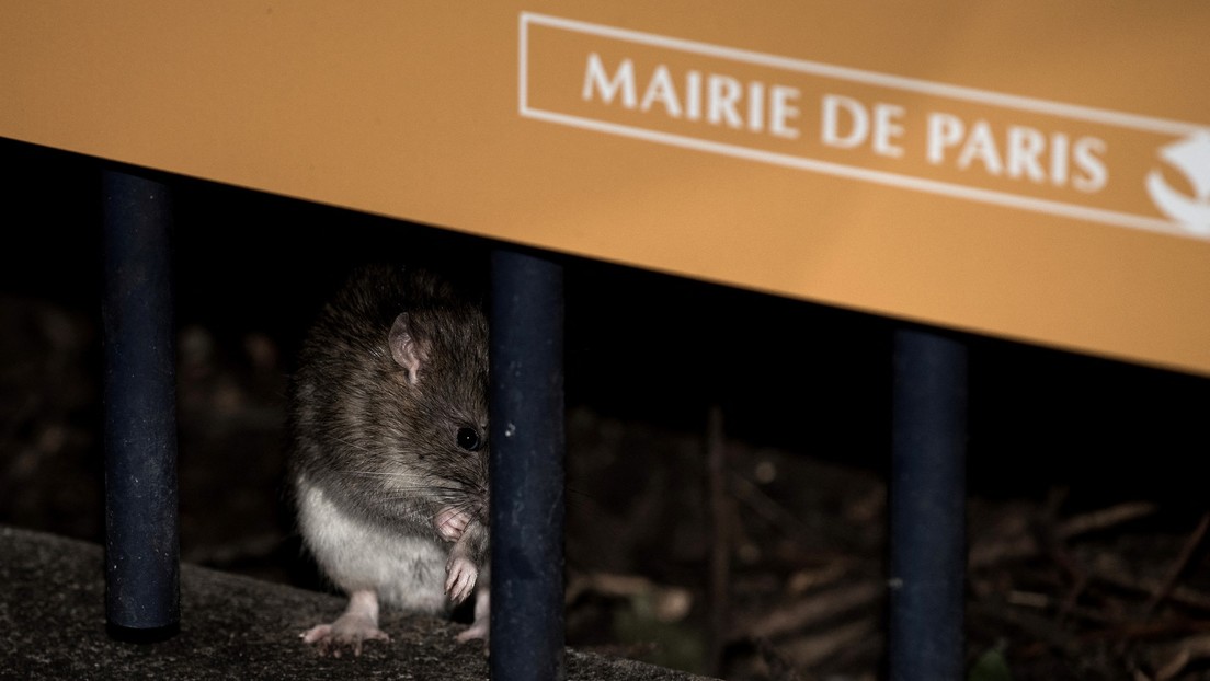 Ratas infestan colegios de una ciudad francesa