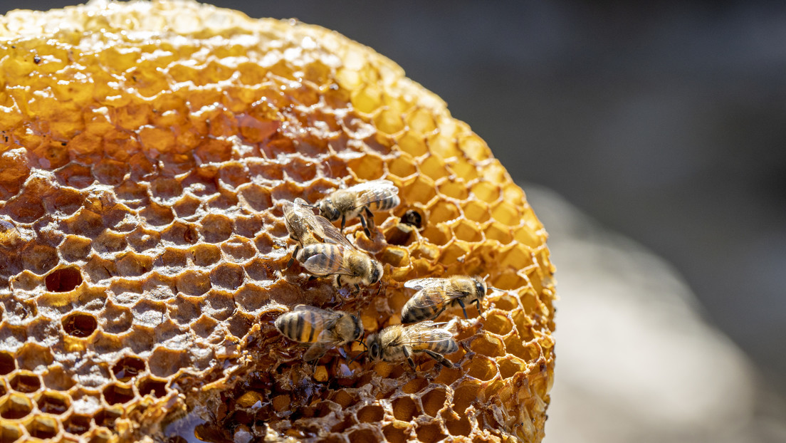 Eslovaquia ampliará su embargo a productos agrícolas ucranianos