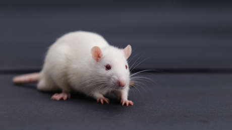 VIDEO: Tiran una caja con ratones en un McDonald's turco en protesta contra las acciones de Israel en Gaza