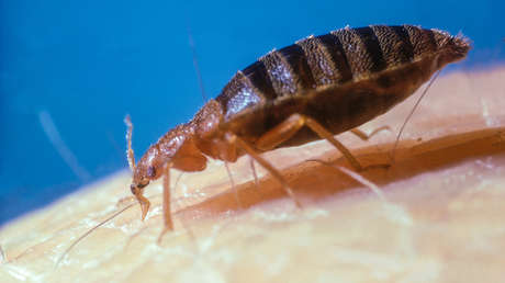 Corea del Sur lanza una campaña nacional para luchar contra las chinches