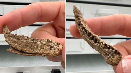 Descubren nueva especie de dinosaurio pequeño en Texas