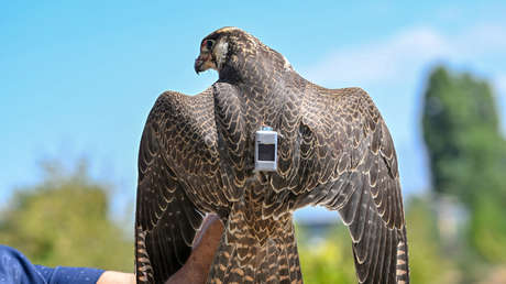 Reportan que Israel usa aves carroñeras para localizar cadáveres tras los ataques de Hamás
