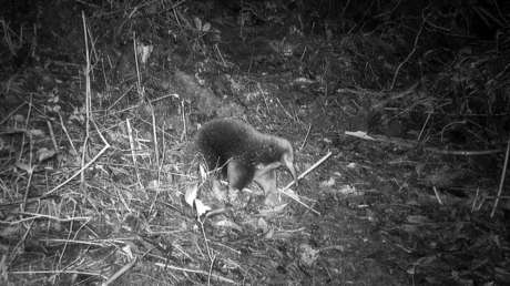 VIDEO: Un animal que se creía extinto reaparece por primera vez en 62 años