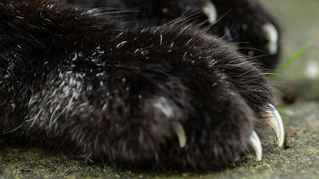 La gata de un experto en arte opina sobre pintura y destroza a arañazos un cuadro del siglo XVII