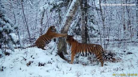 VIDEO: Captan a 2 tigres de Amur jugando en el Lejano Oriente de Rusia