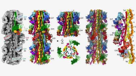Resuelven un misterio de 60 años sobre el funcionamiento del corazón