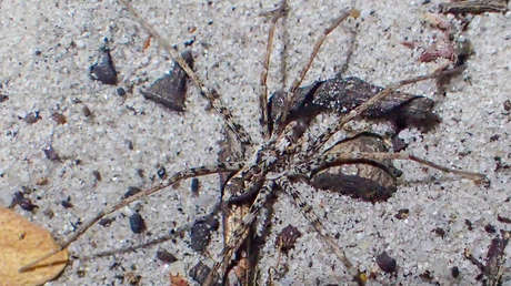 Descubren en Australia casi medio centenar de nuevas especies de arañas cazadoras