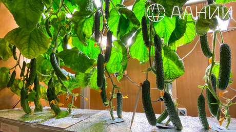 99 kilos de pepinos por metro cuadrado: la estación polar rusa fija un récord para la Antártida