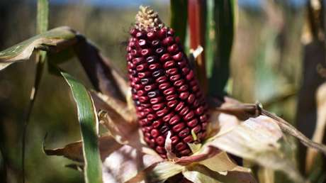 Revelan que indígenas mexicanos llegaron a California 1.000 años antes de lo que se pensaba