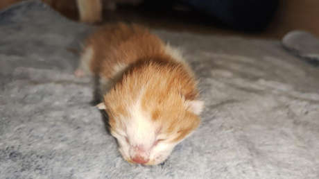 China clona por primera vez un gato con equipos y reactivos de producción nacional