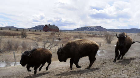 Bloomberg: La ONU instará a los países desarrollados a que reduzcan el consumo de carne