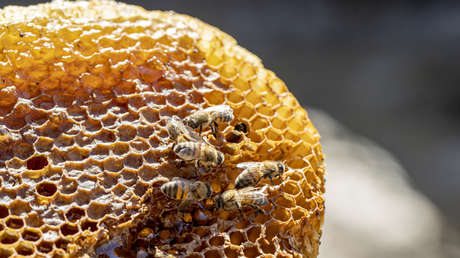 Eslovaquia ampliará su embargo a productos agrícolas ucranianos