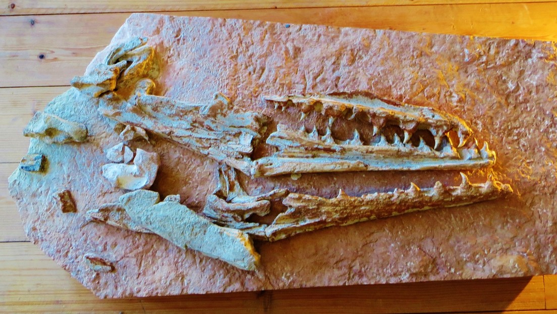 Yaguarasaurus regiomontanus