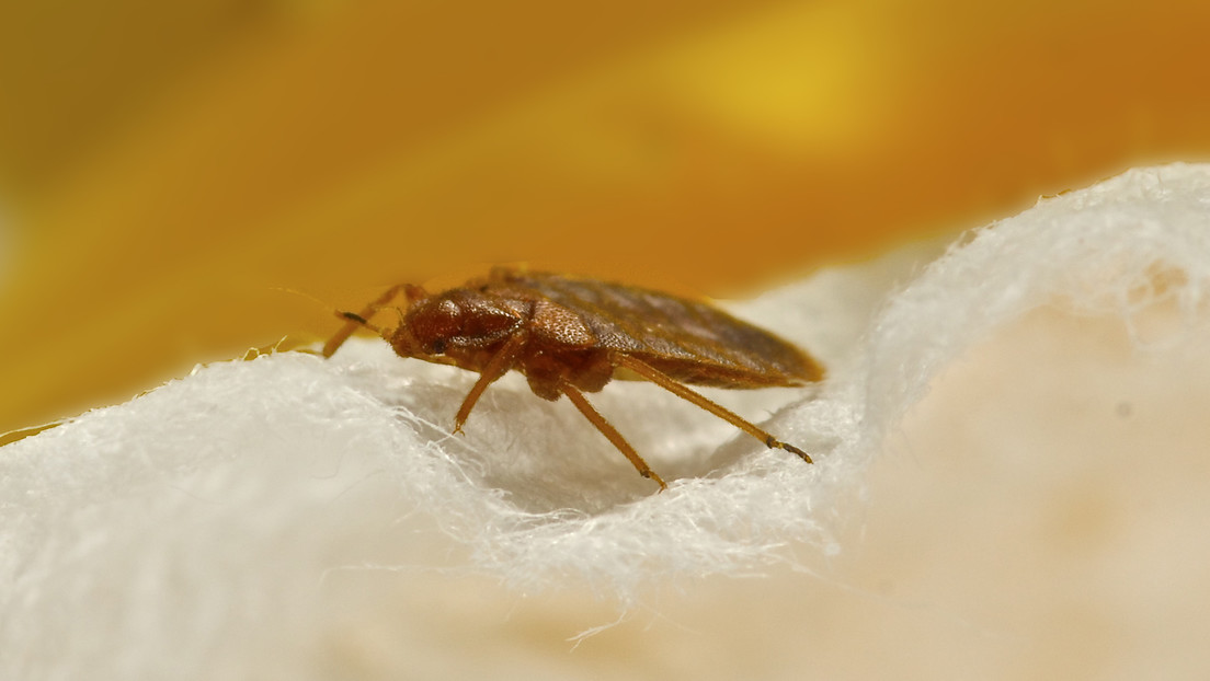 Carteles falsos sobre la 'crisis de chinches' en Grecia intentan sembrar pánico entre turistas