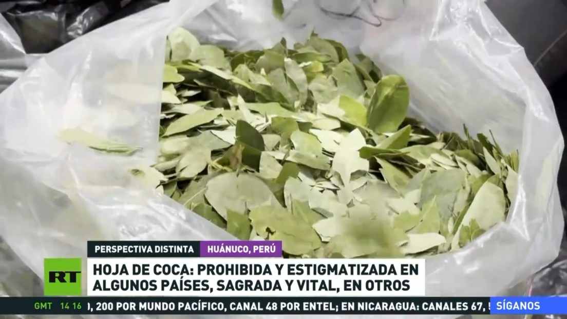 Hoja de coca: prohibida y estigmatizada en unos países, sagrada y vital en otros
