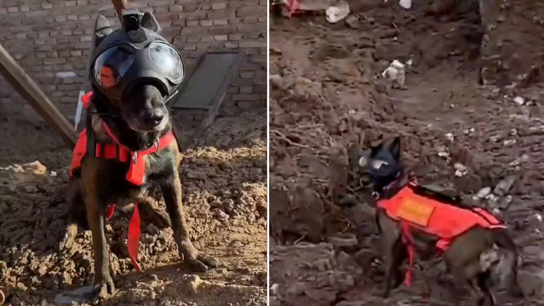 VIDEO: China usa 'ciberperros' para búsqueda y detección de personas tras terremotos