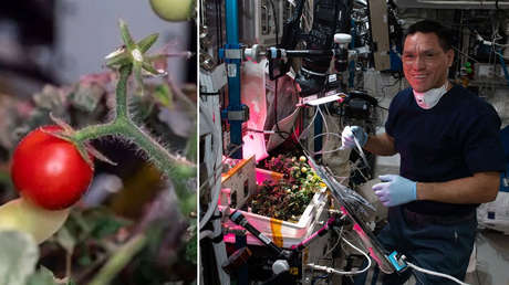 Resuelven el misterio de un tomate desaparecido en la Estación Espacial Internacional