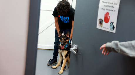 Una misteriosa enfermedad respiratoria que ataca a perros se propaga por EE.UU.