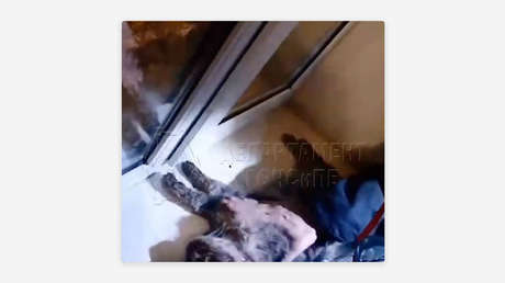 Emotivo rescate: bomberos rusos salvan a un gato asfixiado en un incendio