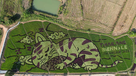 Granjero tailandés transforma campos de arroz en impresionantes obras de arte (FOTOS)