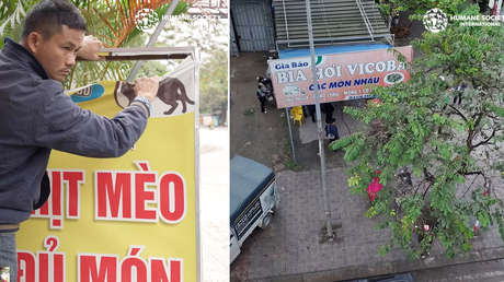 Cierran un restaurante que sacrificaba hasta 300 gatos al mes tras expresar el propietario su preocupación moral