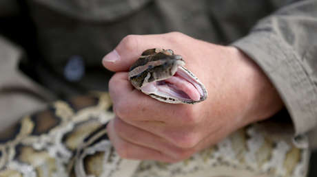 Un hombre sobrevive al ataque de una pitón mordiéndola hasta matarla