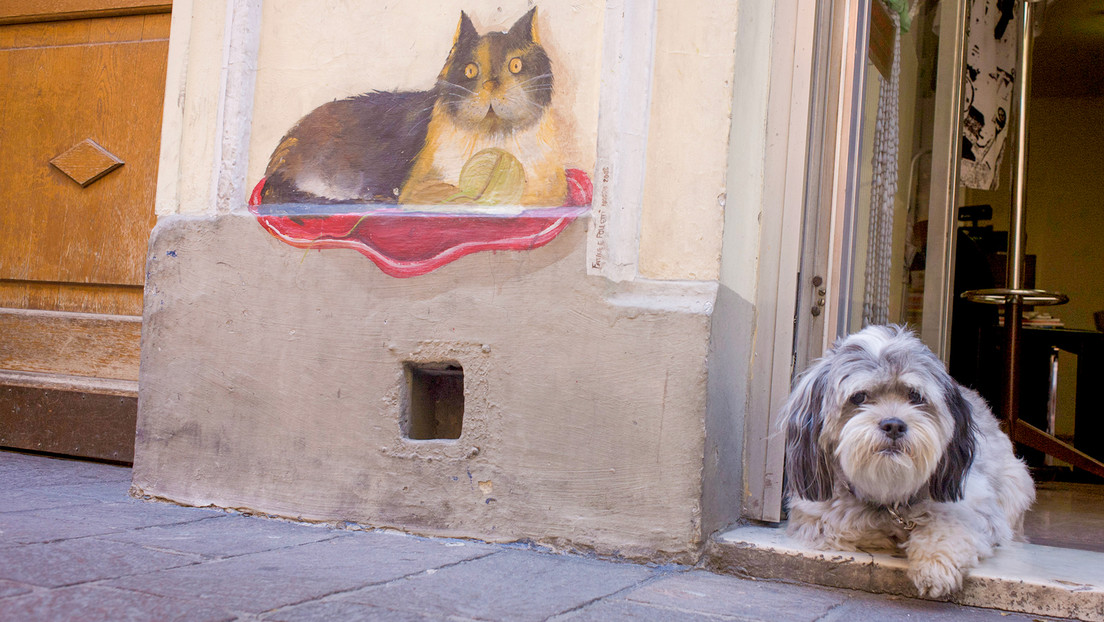 Recogen pruebas de ADN a perros de una provincia italiana para multar a quien no recoja las heces