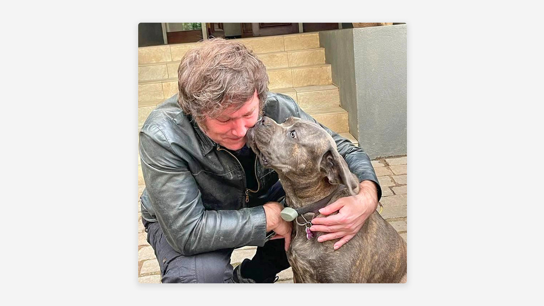 "Ley Conan": la nueva iniciativa contra el maltrato y la crueldad animal en Argentina