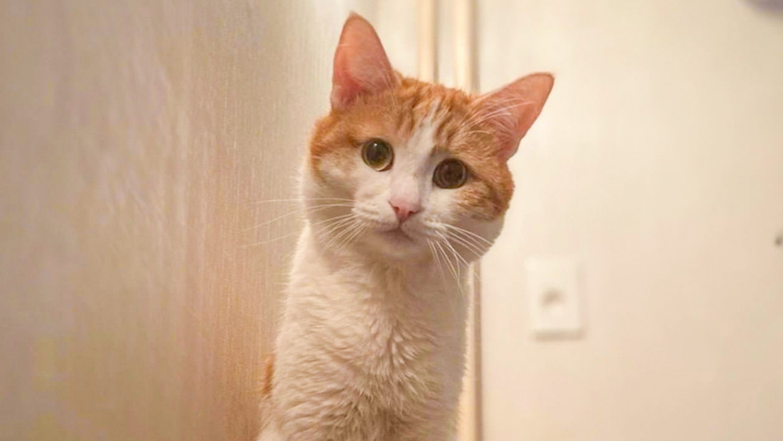 La muerte de un gato arrojado fuera de un tren conmociona a Rusia y obliga a cambiar reglas ferroviarias