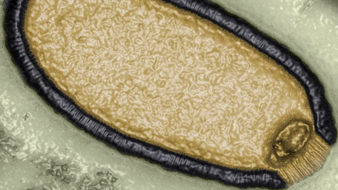 Jean-Michel Claverie / IGS / CNRS-AM