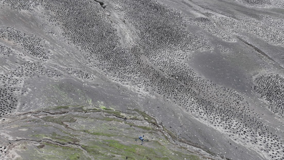 Megacolonia antártica: un mundo de millares de pingüinos vigilado desde el cielo