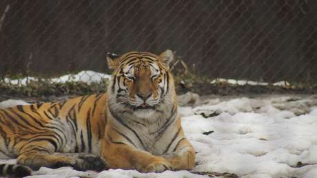 VIDEO: Tigre siberiano bloquea una carretera en Rusia