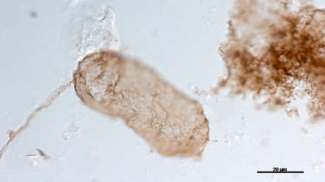 Descubren un secreto de 1.750 millones de años sobre el origen de la vida