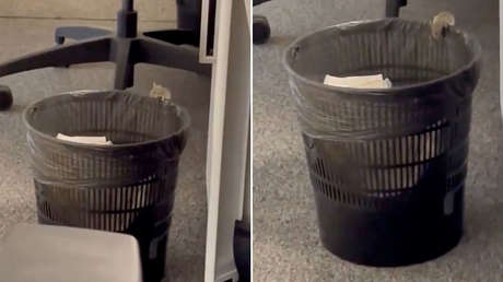 Las ratas infestan un edificio municipal en Francia