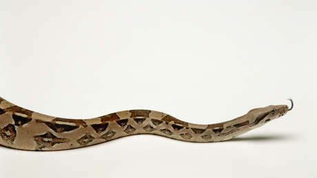 VIDEO: Descubren una serpiente en un avión de pasajeros en pleno vuelo sobre Tailandia