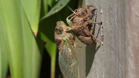 EE.UU. se enfrentará a la mayor plaga de cigarras que ocurre una vez en 200 años