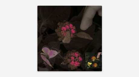 Esta tecnología permite ver el mundo a través de los ojos de diferentes animales (VIDEO)