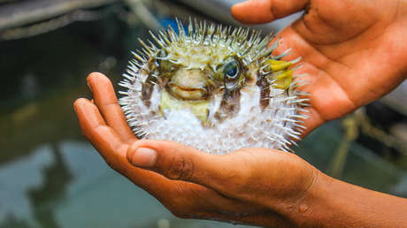 Muere un hombre después de comer un pez globo en Brasil