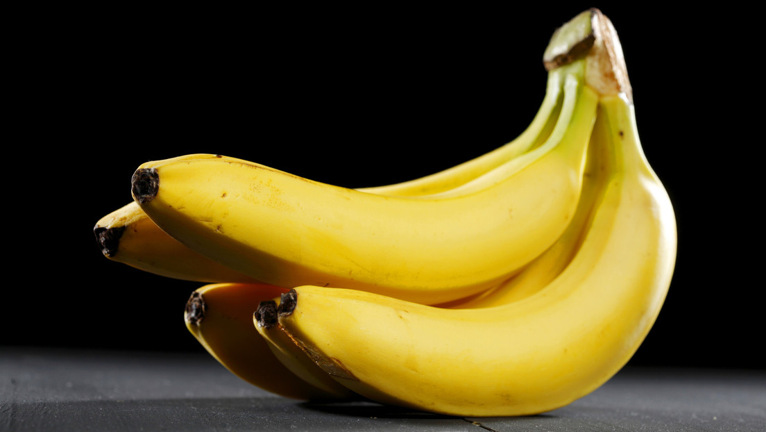 Rusia detecta la presencia de moscas jorobadas en bananas importadas de Ecuador