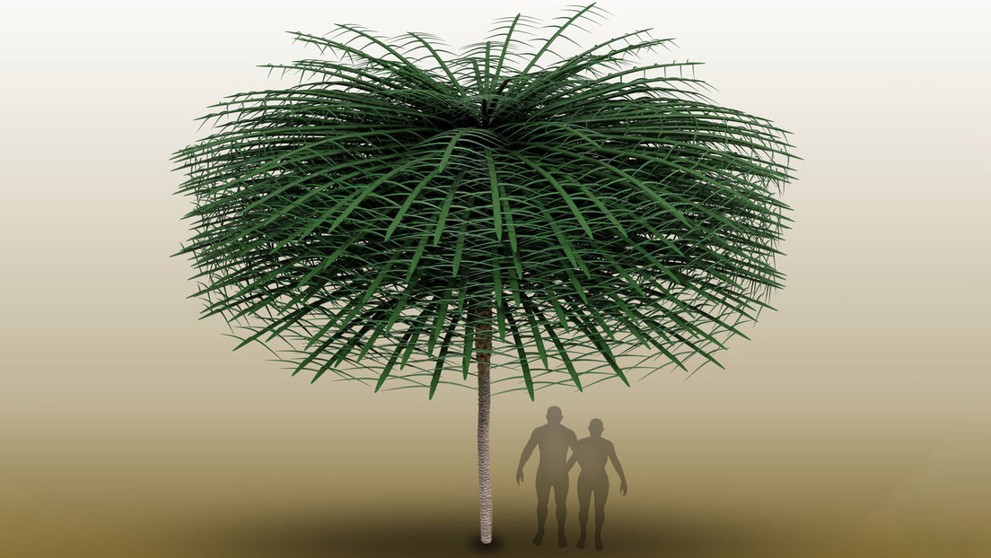 Enigmáticos fósiles revelan árboles, más antiguos que los dinosaurios, que parecen ser de otro mundo