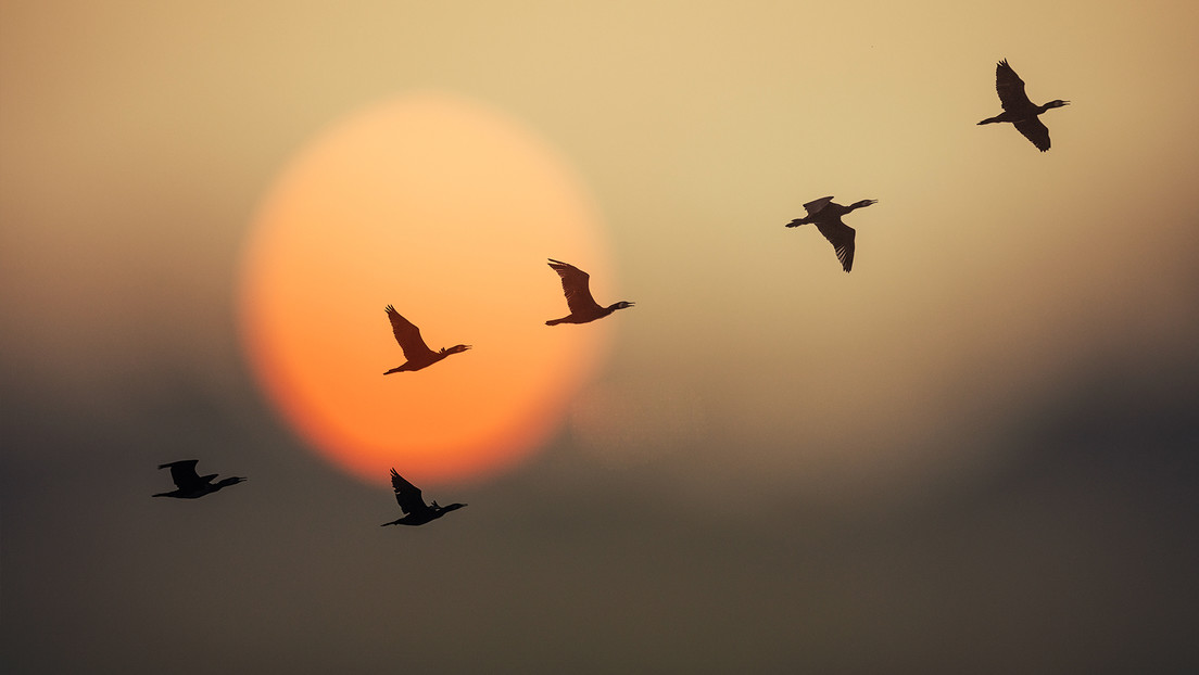 Una de cada cinco especies migratorias está en peligro de extinción, alerta la ONU