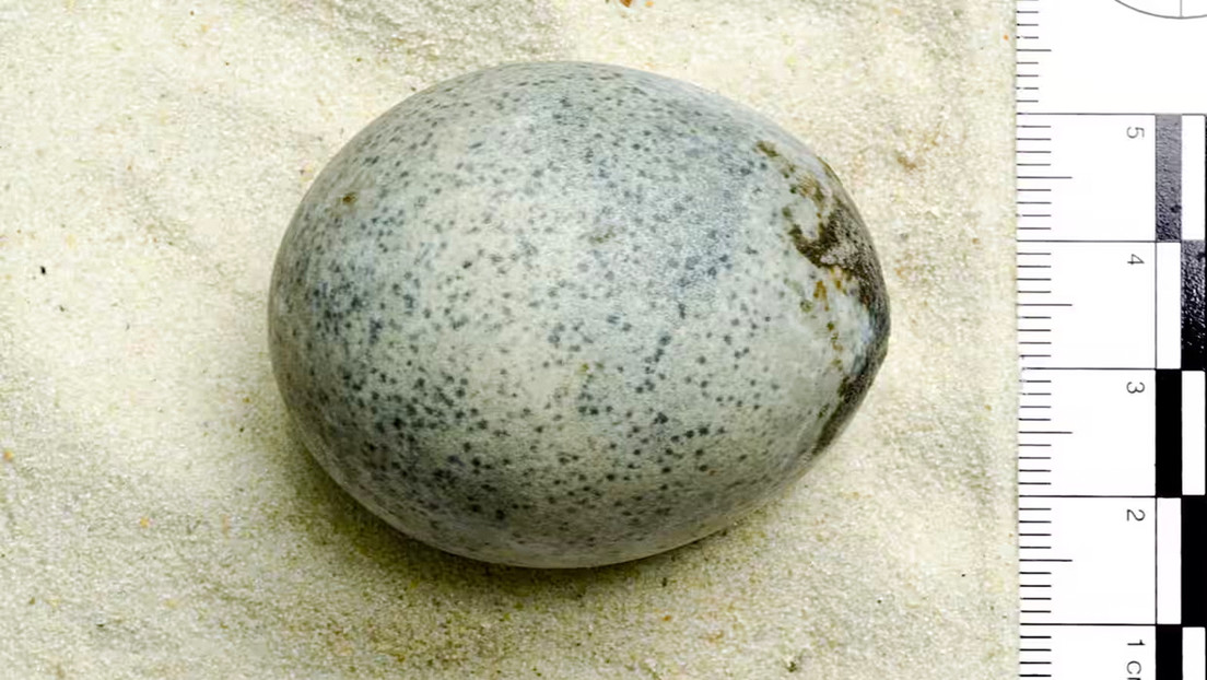 Encuentran un huevo de 1.700 años de antigüedad que aún conserva la yema y clara