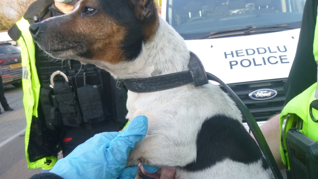 Desarticulan una gran red de una familia que se dedicaba a la venta ilegal de perros en el Reino Unido