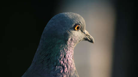 Liberan a una paloma detenida durante ocho meses en la India por sospecha de espiar para China