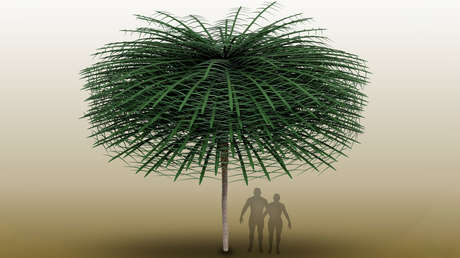 Enigmáticos fósiles revelan árboles, más antiguos que los dinosaurios, que parecen ser de otro mundo