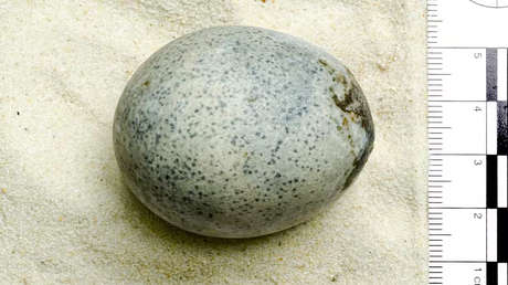 Encuentran un huevo de 1.700 años de antigüedad que aún conserva la yema y clara