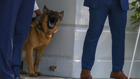 El perro de Biden atacó en al menos 24 ocasiones a agentes del Servicio Secreto