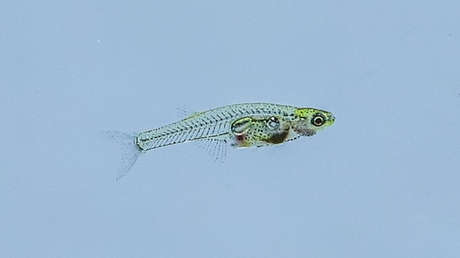 VIDEO: Un pez diminuto es capaz de emitir sonidos tan fuertes como un petardo