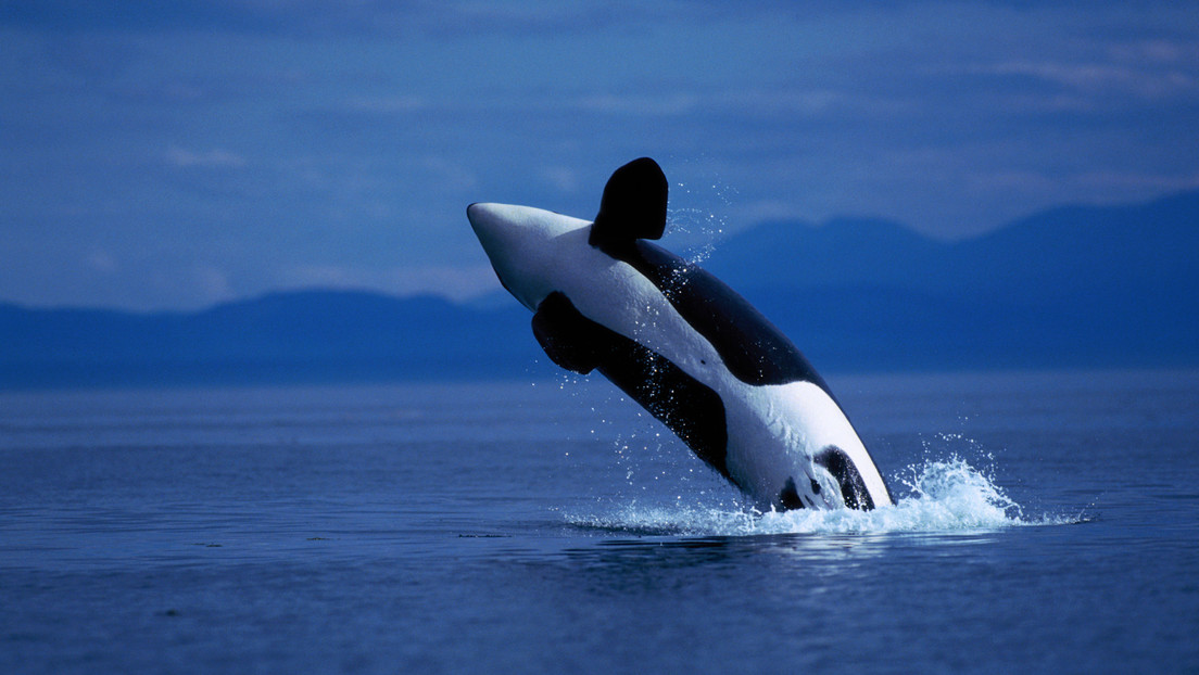 VIDEO: Increíble y rara escena de una orca matando a un tiburón blanco
