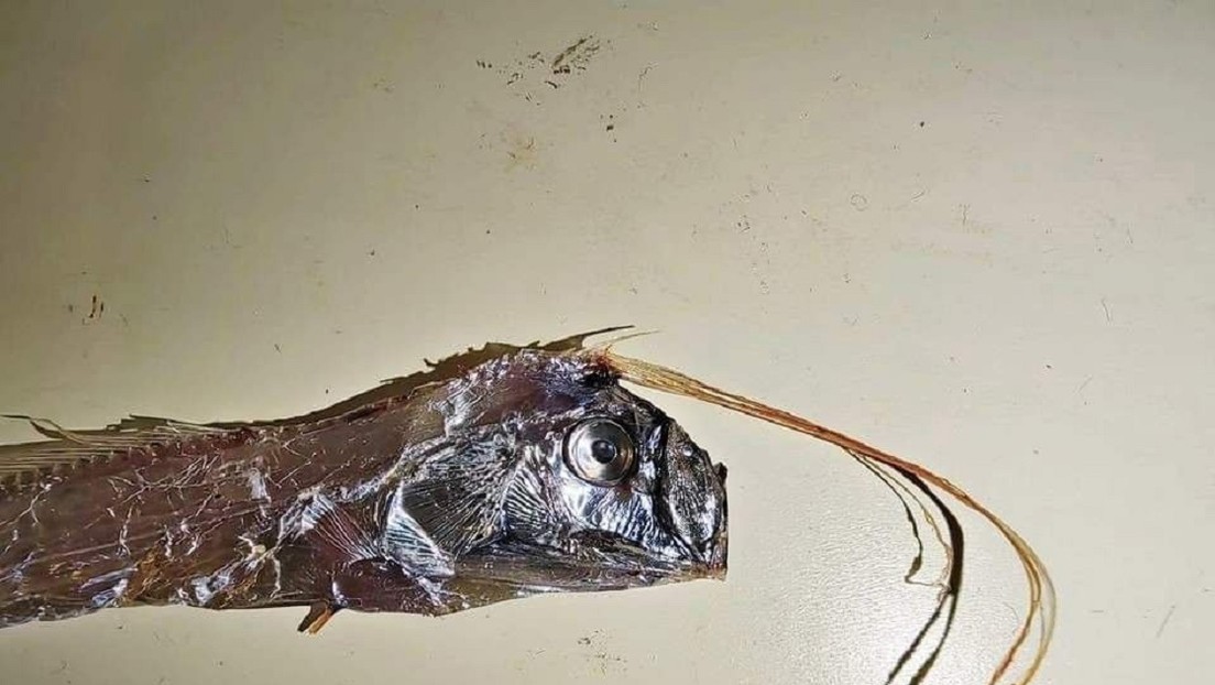 Se cree que este pez gigante presagia terremotos y tsunamis. Ahora hallaron 4 ejemplares a la vez